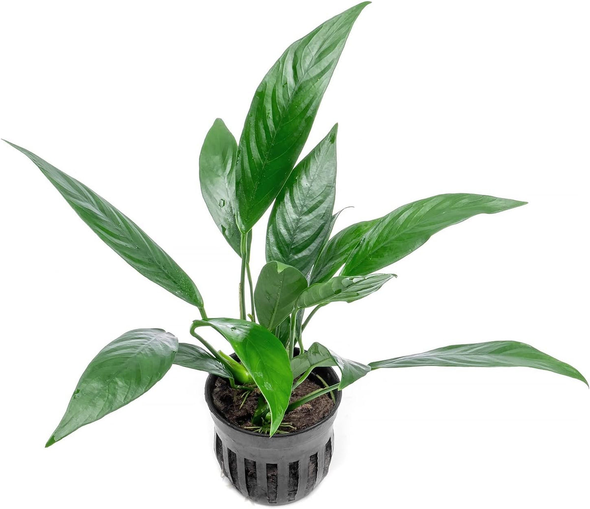 Anubias Live Aquarium Plants - Potted Freshwater Plant for Fish Tanks, Terrariums - Beginner Friendly Low Light (Glabra, 3 Pots)