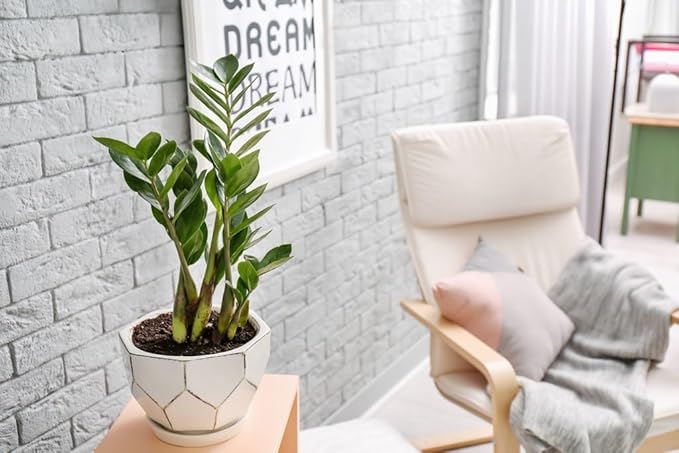 Zamioculcas Plant Potting Soil - Enhance Elegance and Health with Professional Grade Nutrient-Rich Mix - 3 Quart