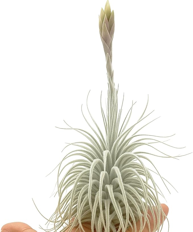 Live air Plant - Tillandsia Tectorum Air Plant 4-6" – 3ct – Unique Shape with Silvery Fuzz – Low Maintenance Houseplant – Perfect for Decor, Terrariums, Gifts - Live Arrival Guaranteed