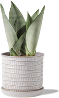 5.8 Inch Plant Pot: Ceramic Planter with Drainage Hole & Saucer - Cream White Flowerpot for Indoor & Outdoor Plants - with Separate Tray for Home & Office - Wave Embossed Design