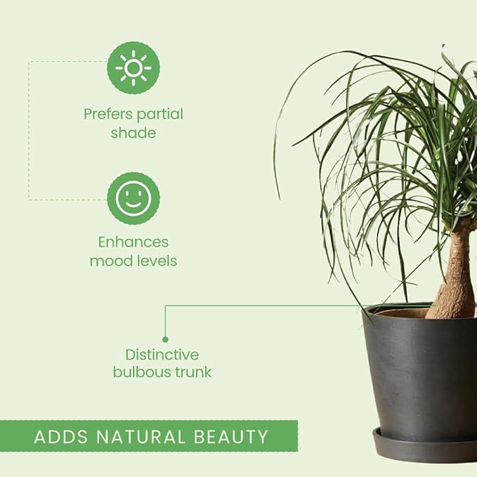 American Plant Exchange Ponytail Palm – 10-Inch Pot – Live Large Bonsai Plant, Pet Safe Indoor Tree, Easy Care Air Purifying Houseplant for Home, Office, or Gift Decor