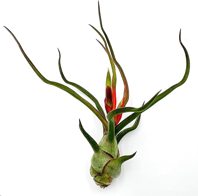 Air Plants - Flowering Tillandsia Bulbosa Guatemala, Large 3-5" - 5ct - Live Arrival Guaranteed - House Plants for Home Decor & Gift