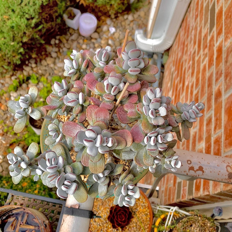 Boutique Big Rare Succulents/Cotyledon Orbiculata cv. Variegated/What You See is What You Get/Bare Root Without Soil Pot/Plants Gifts