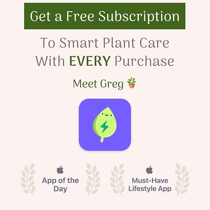 American Plant Exchange Live Olive Tree, Arbequina – Real Fruiting, Edible Indoor/Outdoor Houseplant – Medium 7.5-Inch Pot, Perfect for Home, Office, Patio & Garden Décor
