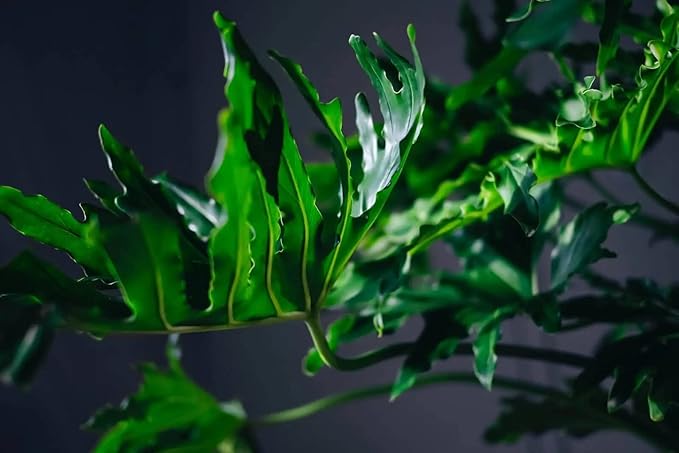 Split Leaf Philodendron Potting Soil - Enhances Aeration and Drainage for Thriving Foliage - 3 Quart