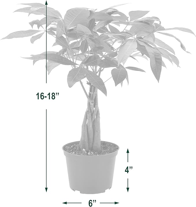 Arcadia Garden Products Money Tree Live Indoor Plant in 6 in. Plastic Grower Pot, Black *Sold by Amazon and Arcadia Garden Products*