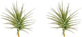 Air Plants - Flowering Tillandsia Lilla Lilac, Large 5" - 3ct - Live Arrival Guaranteed - House Plants for Home Decor & Gift