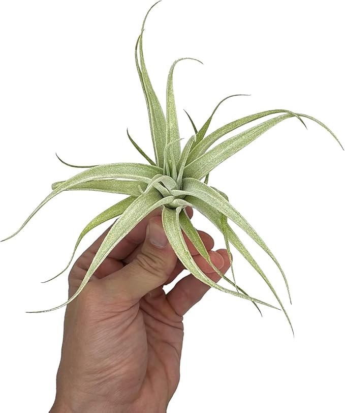 Live Air Plants - Tillandsia Albida 3-5" - 2ct – ragnaroc Live Indoor Plant - Live Arrival Guaranteed - House Plants for Home Decor & Gift