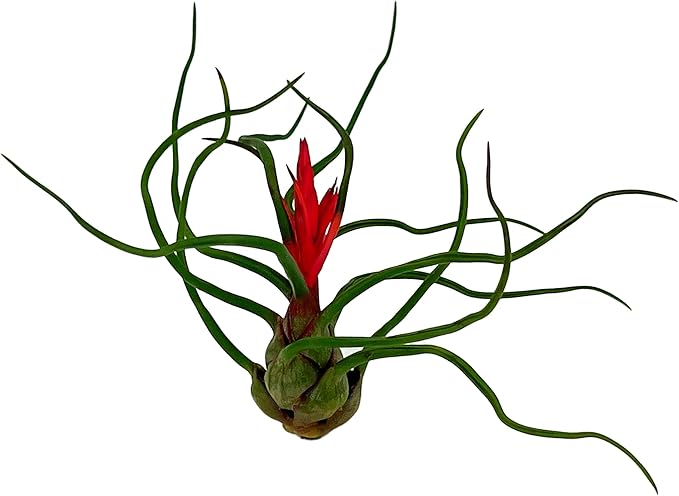 Air Plants - Flowering Tillandsia Bulbosa Guatemala, Large 3-5" - 5ct - Live Arrival Guaranteed - House Plants for Home Decor & Gift