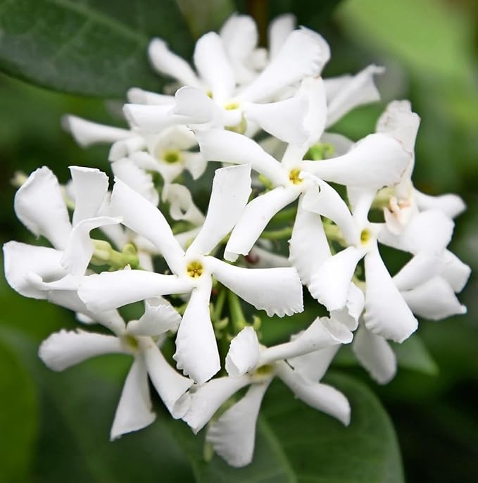Star Jasmine/Confederate Jasmine - Trachelospermum Jasminoides. Live. Fragrant Flowers. (2 Plants in Sac)