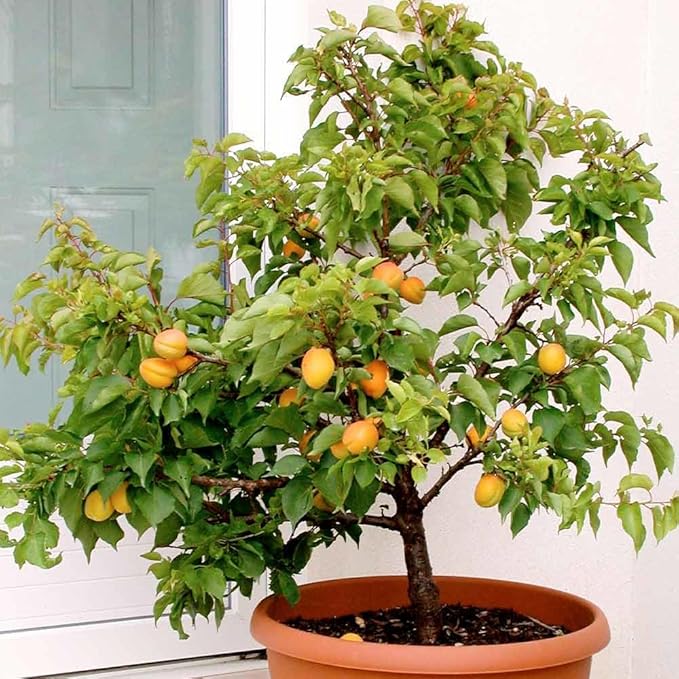 Premium Apricot Potting Soil Mix - Ideal Nutrient Blend for Growing Robust, Flavorful, and Bountiful Apricots - 10 Quart