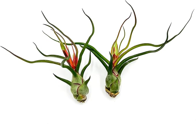 Air Plants - Flowering Tillandsia Bulbosa Guatemala, Large 3-5" - 2ct - Live Arrival Guaranteed - House Plants for Home Decor & Gift