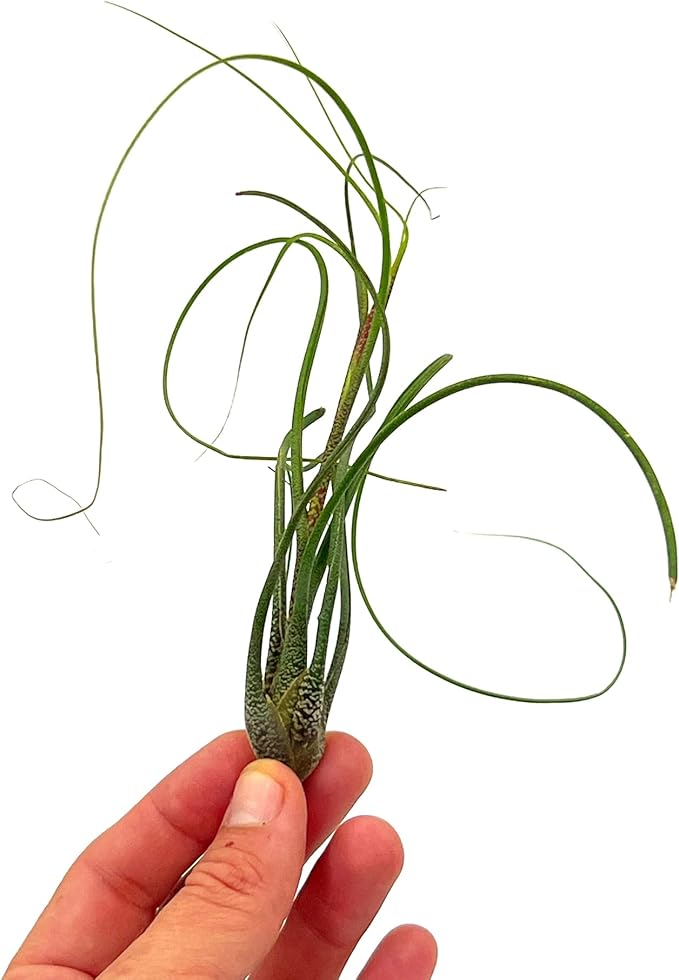 Live Air Plants - Tillandsia Butzii, Jumbo 7-9" - 1ct - Live Arrival Guaranteed - House Plants for Home Decor & Gift