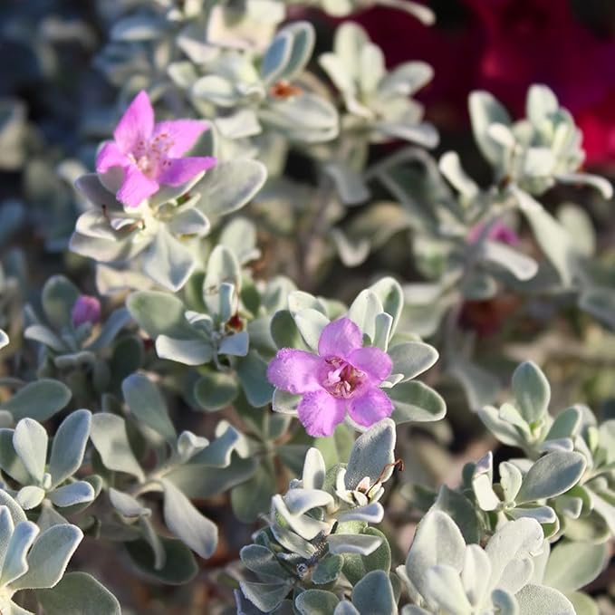 1G Silverado Sage Plant, Shrubs Live in Planters for Outdoor Plants Live, Live Plants Gardening Gifts, Live Plant Front Porch Decor, Sage Plants Edging for Landscaping, Garden Decor By Plants for Pets
