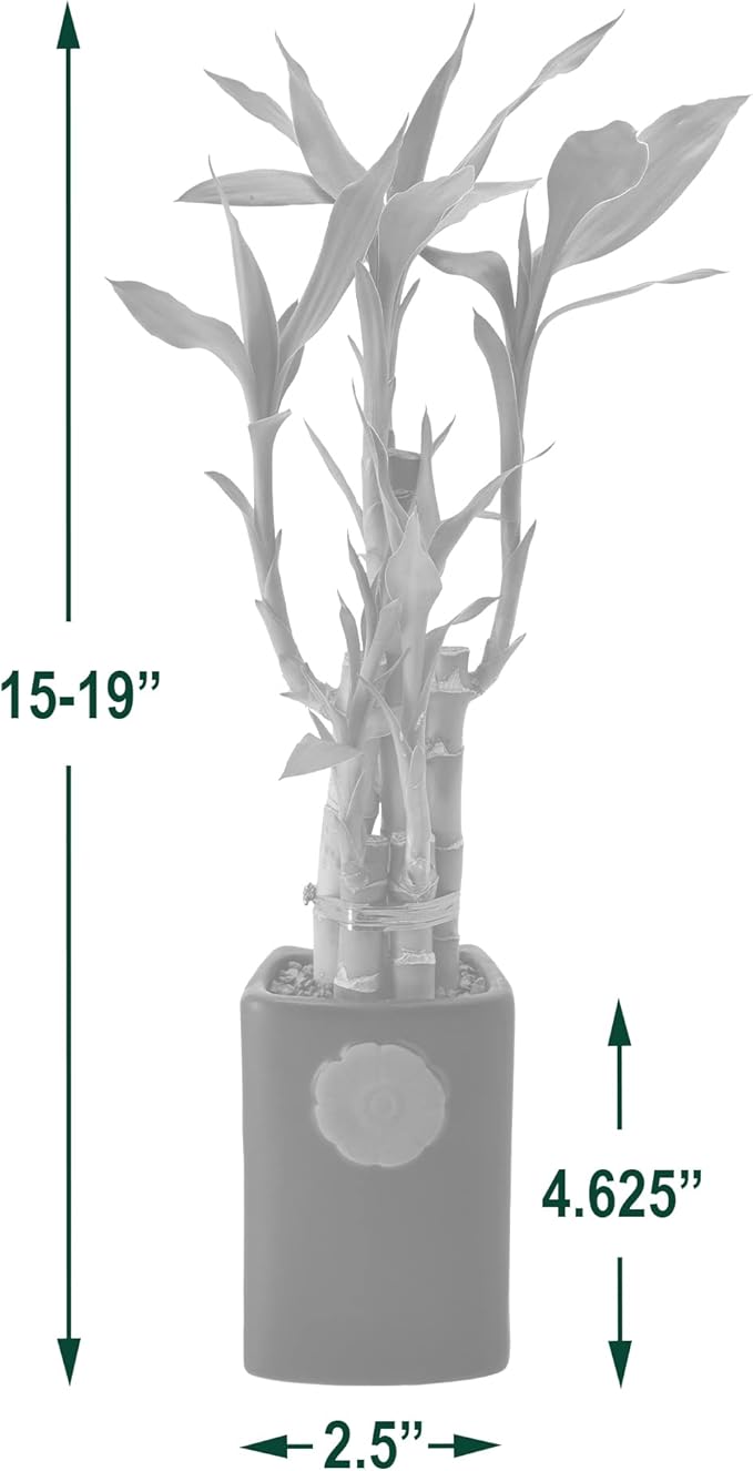 Arcadia Garden Products 5-Stem Lucky Bamboo, Live Indoor Plant in Contour II Ceramic Planter for Home, Work, or Gift, Black ***Cannot Ship to Hawaii***