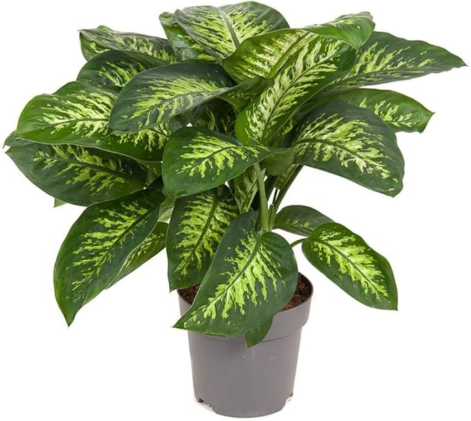 Premium DIEFFENBACHIA Potting Soil Mix - Ideal for Growing Robust and Healthy Dieffenbachia - 2 Quart