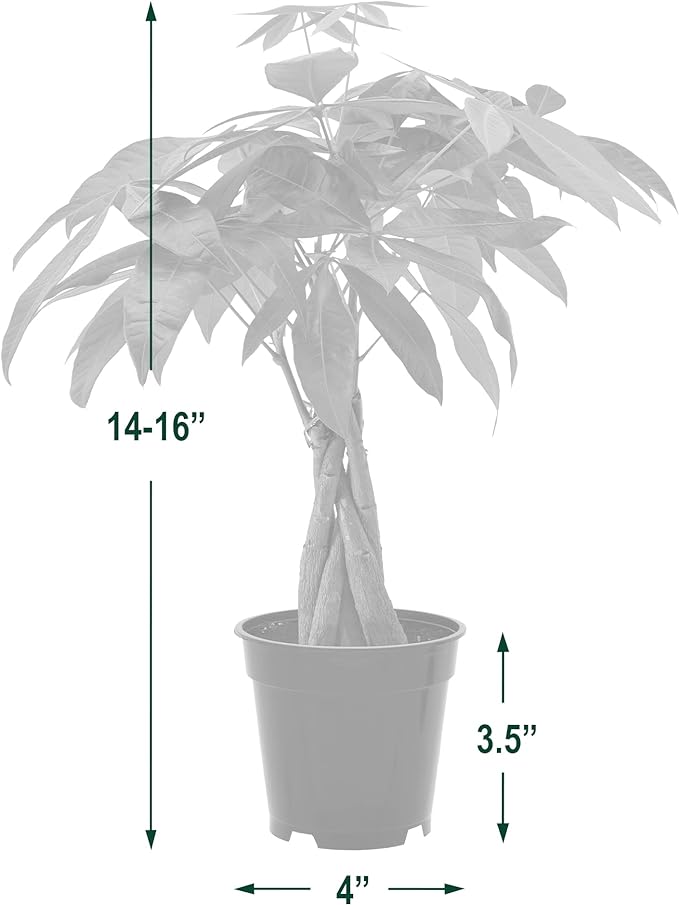 Money Tree Live Indoor Plant in 4 in. Plastic Grower Pot *Sold by Amazon and Arcadia Garden Products*
