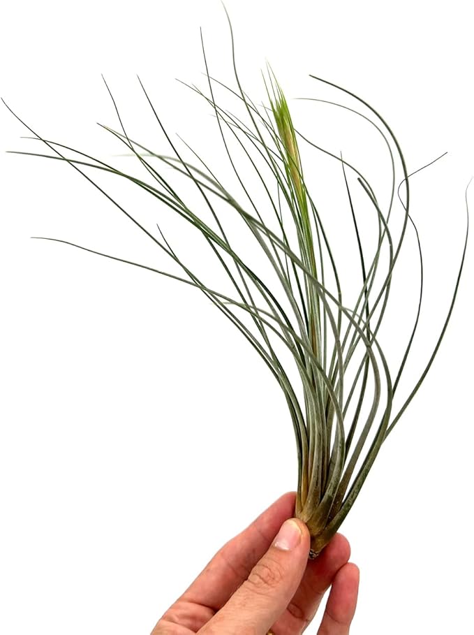 Air Plants - Tillandsia Juncea, Jumbo 8-12" - 1ct - Live Arrival Guaranteed - House Plants for Home Decor & Gift