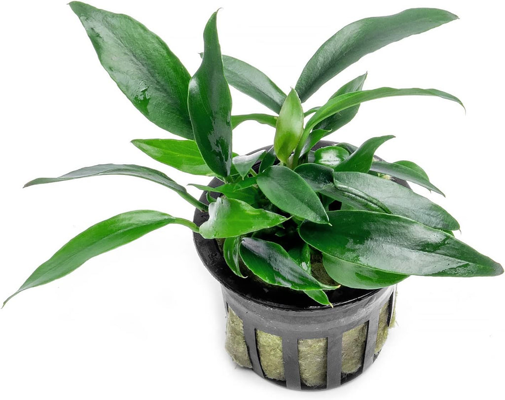 Anubias Live Aquarium Plants - Potted Freshwater Plant for Fish Tanks, Terrariums - Beginner Friendly Low Light (Chili Jalapeno, 1 Pot)