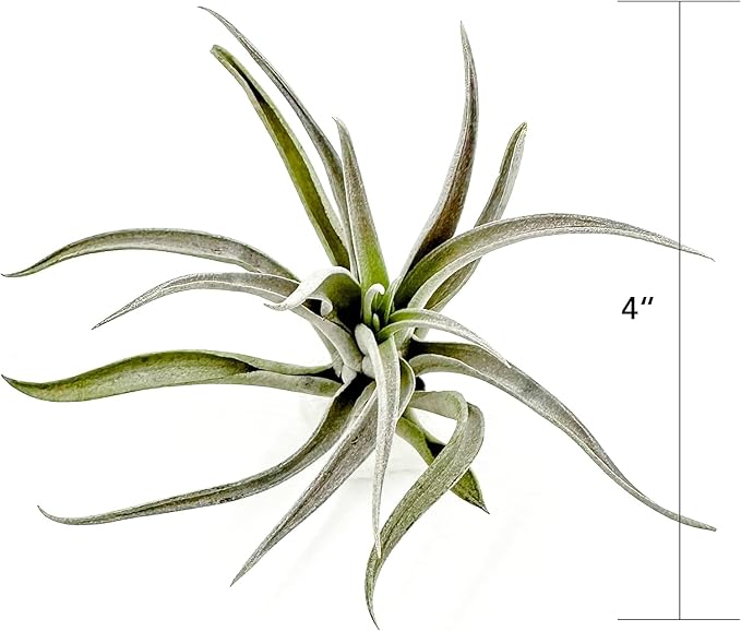 Air Plants - Flowering Tillandsia Harrisii, Large 3-5" - 2ct - Live Arrival Guaranteed - House Plants for Home Decor & Gift