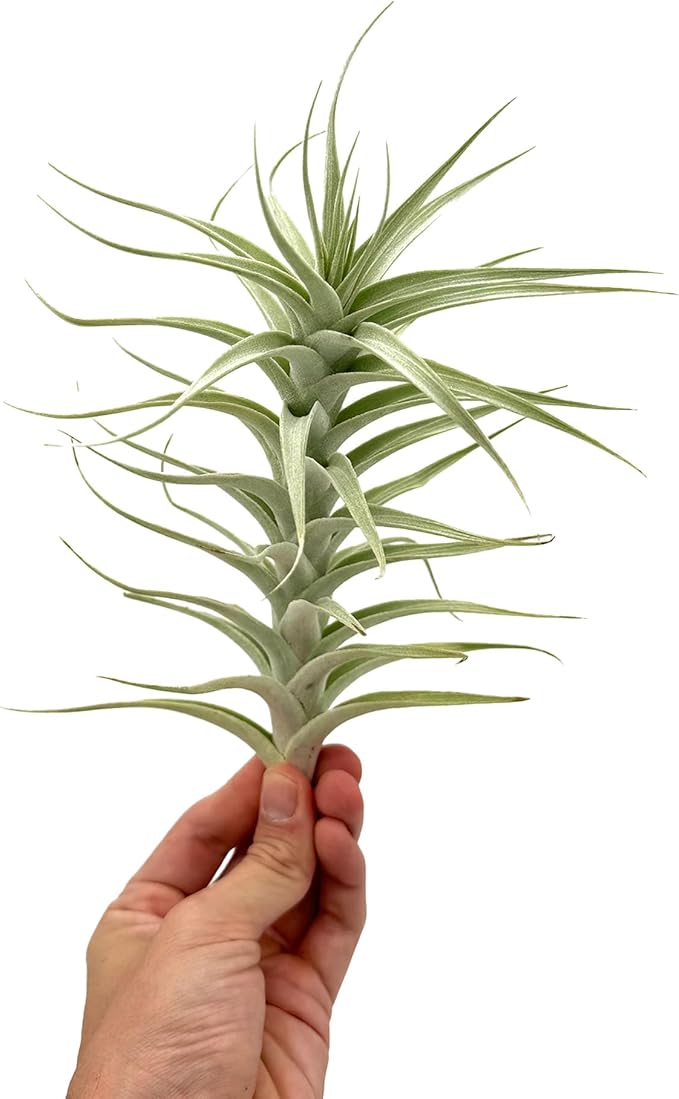 Live Air Plants - Tillandsia Albida 7-12" - 1ct – ragnaroc Live Indoor Plant - Live Arrival Guaranteed - House Plants for Home Decor & Gift