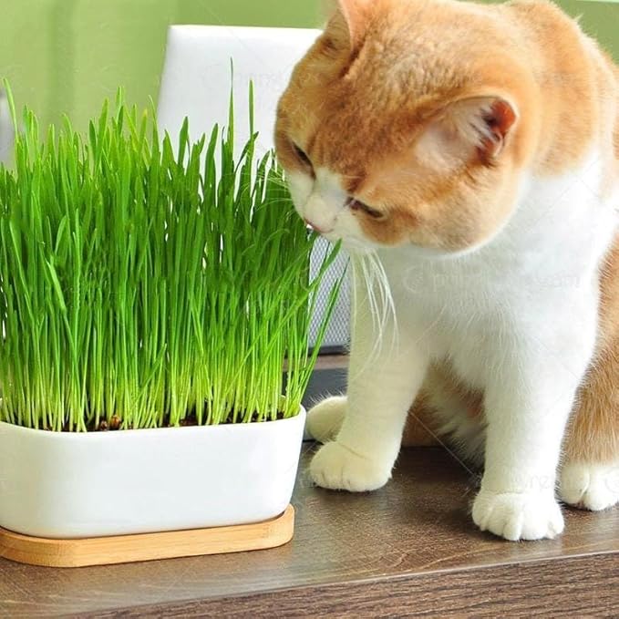 Cat Grass Growing Mix - Create an Indoor Oasis for Your Cat's Natural Instincts - 5 QUARTS