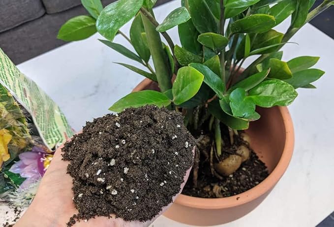 Premium ZZ Plant Ultra-Performance Potting Mix - Proven Formula for Thriving Zamioculcas - Enhances Elegance and Vigorous Growth - 1 Quart