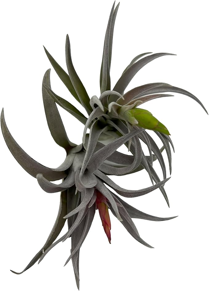 Air Plants - Venner Gift Box Large 4" - 7ct - Live Arrival Guaranteed - House Plants for Home Decor & Gift