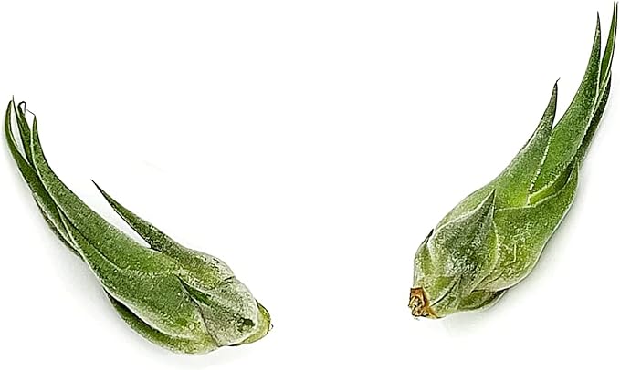 Air Plants - Tillandsia Seleriana, Large 4-6" - 2ct - Live Arrival Guaranteed - House Plants for Home Decor & Gift