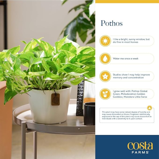 Costa Farms Live Pothos Plant (Pack of 4) - Easy Grow Vining Live Indoor Houseplant, Air Purifying Trailing Plant in Plant Pots, Housewarming Gift, Room, Home Decor, 10-12 Inches Tall