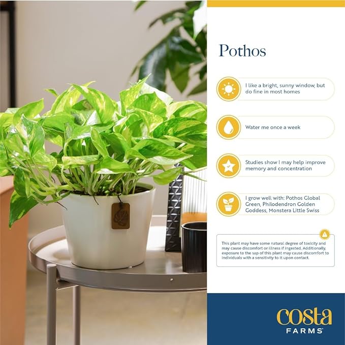 Costa Farms Live Pothos Plant (Pack of 4) - Easy Grow Vining Live Indoor Houseplant, Air Purifying Trailing Plant in Plant Pots, Housewarming Gift, Room, Home Decor, 10-12 Inches Tall