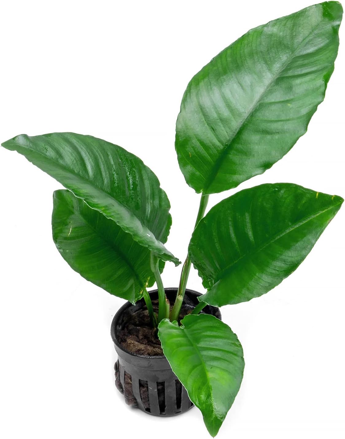 Anubias Live Aquarium Plants - Potted Freshwater Plant for Fish Tanks, Terrariums - Beginner Friendly Low Light (Heterophylla, 1 Pot)