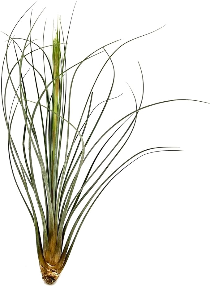 Air Plants Bulk - Tillandsia Juncea Wholesale, Jumbo 8-12" - 30ct - Live Arrival Guaranteed - House Plants for Home Decor & Gift