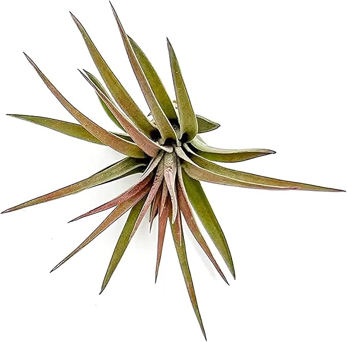 Air Plants - Tillandsia Brachycaulos Abdita, Large 4-6" - 2 ct - Live Arrival Guaranteed - House Plants for Home Decor & Gift