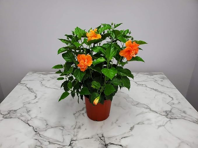 Hibiscus Bush - Double Peach Flowering Plant Live - Overall Height 26" to 28" - Tropical Plants of Florida (Plant Only)