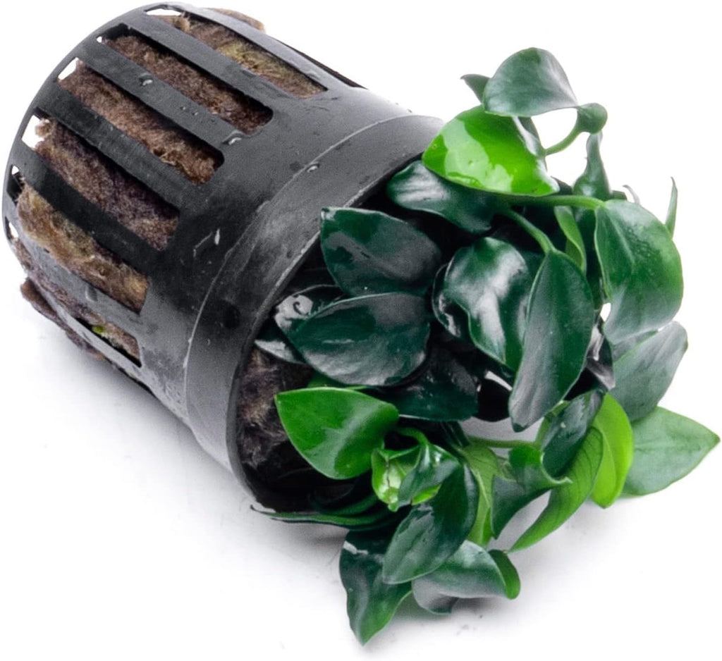 Anubias Live Aquarium Plants - Potted Freshwater Plant for Fish Tanks, Terrariums - Beginner Friendly Low Light (Nana Petite, 5 Pots)