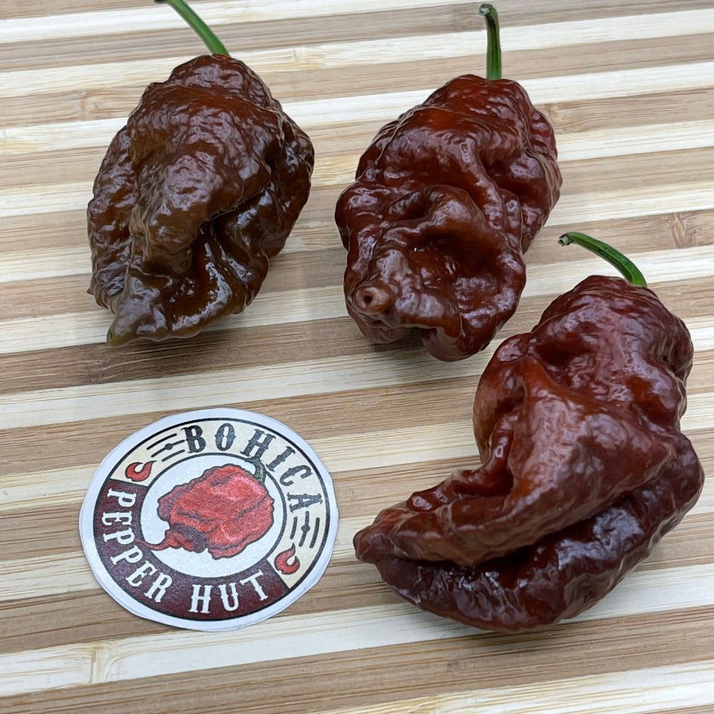 7 Pot Lava Chocolate - Seeds