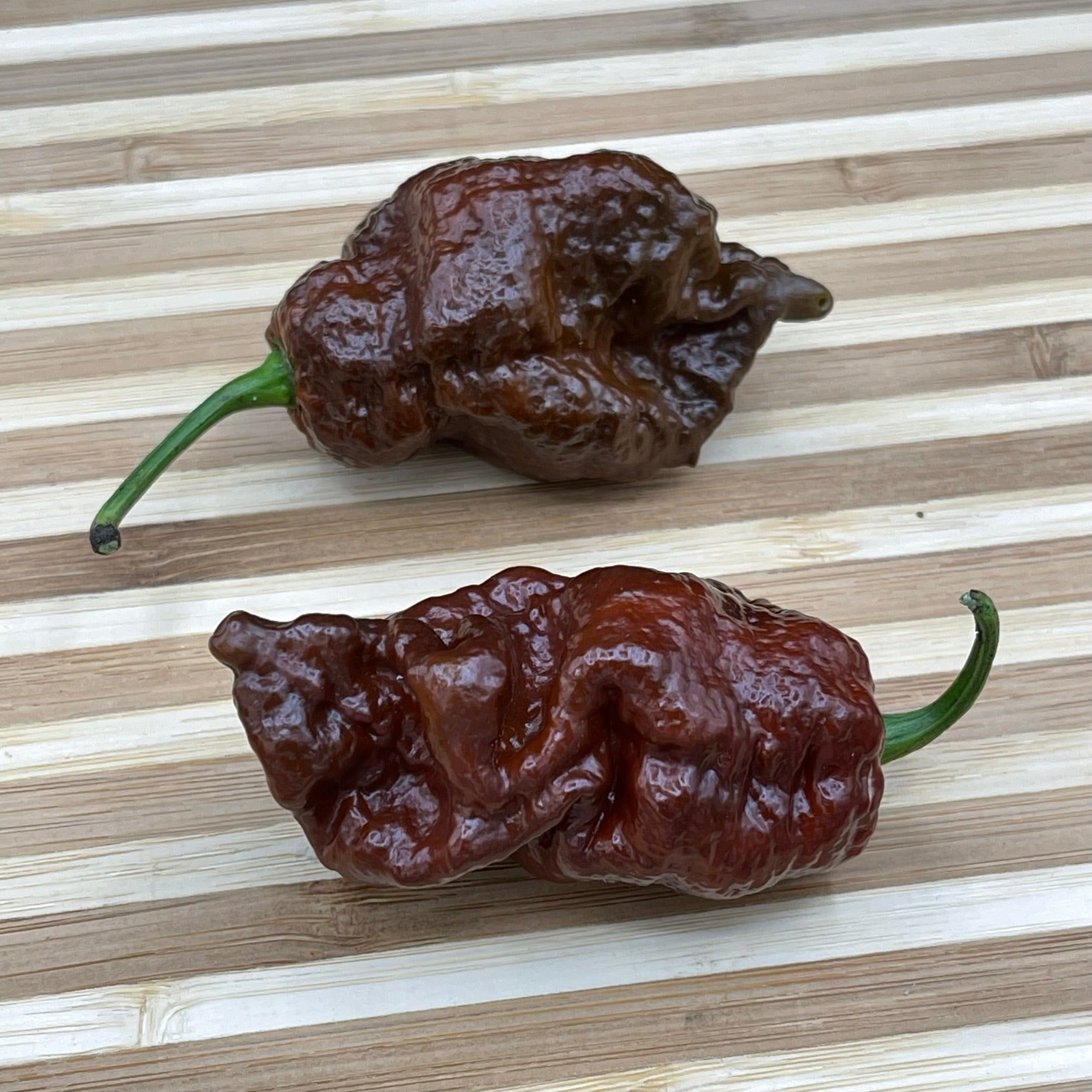7 Pot Lava Chocolate - Seeds