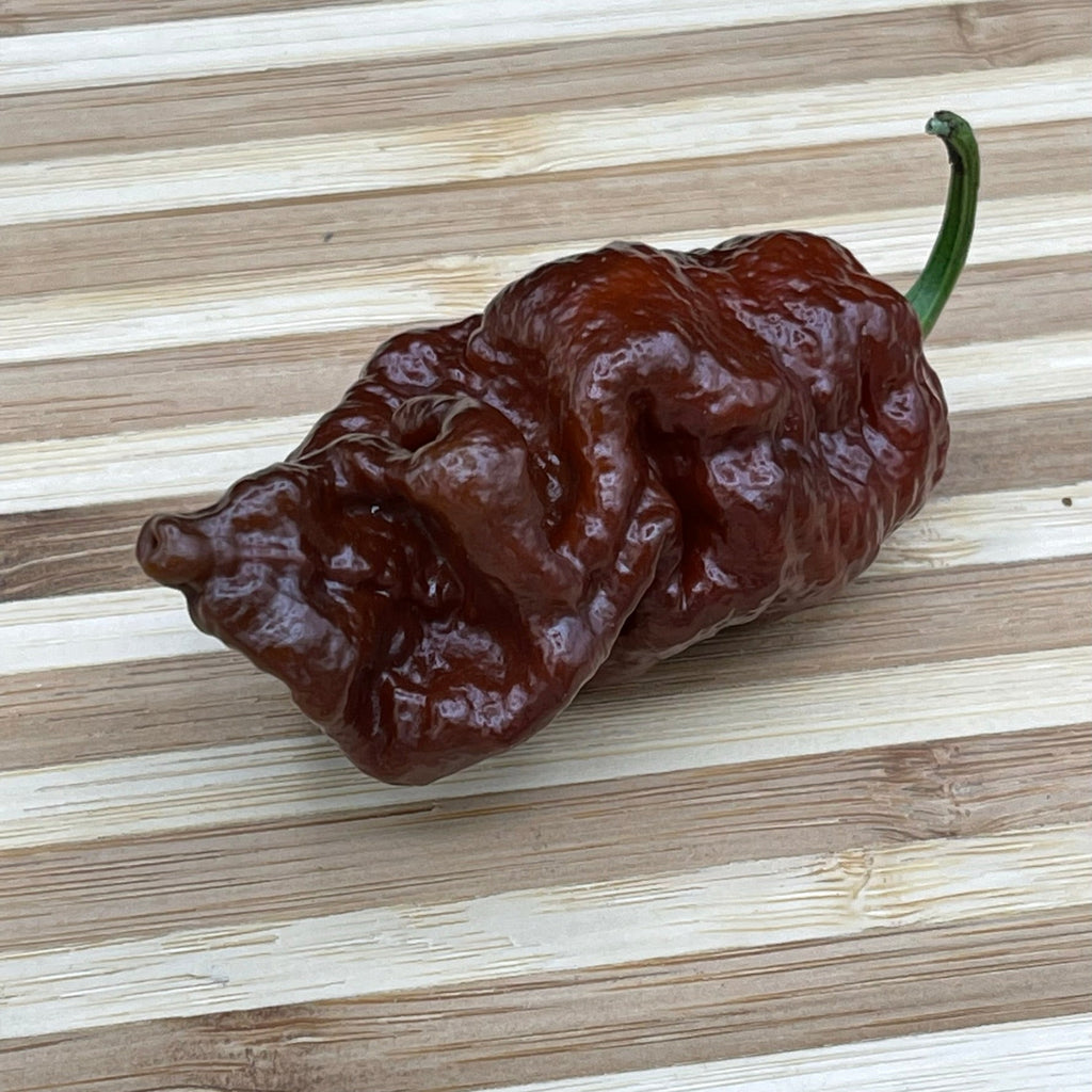 7 Pot Lava Chocolate - Seeds