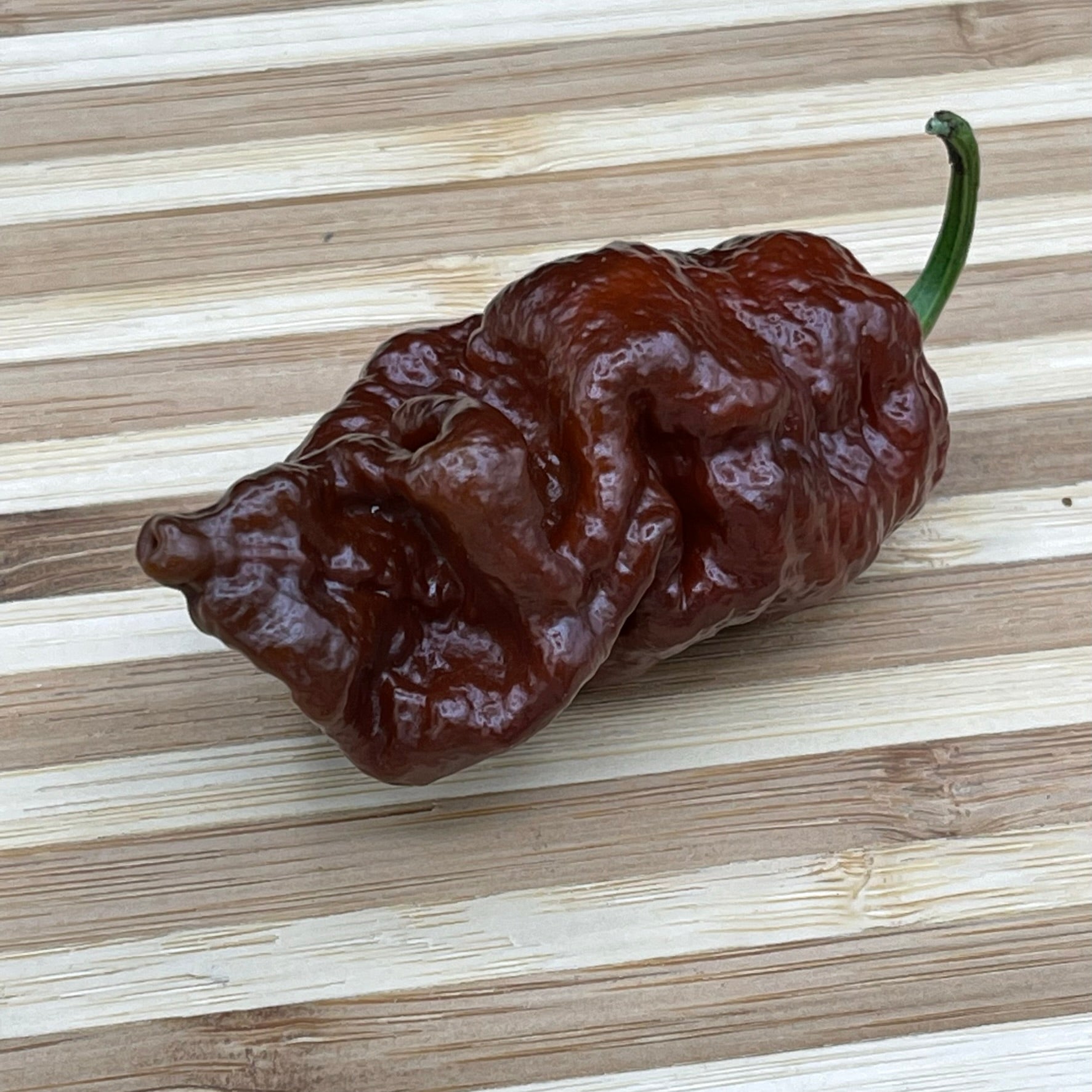 7 Pot Lava Chocolate - Seeds
