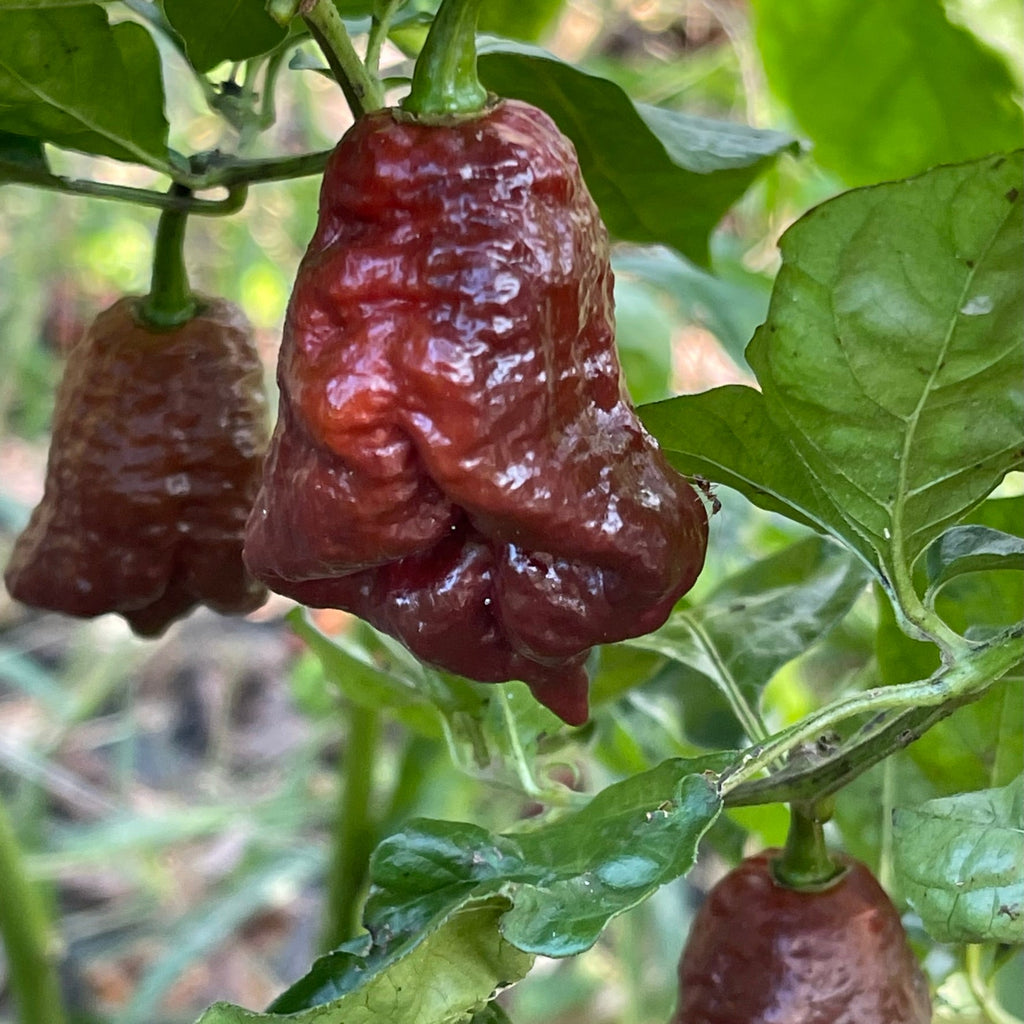 7 Pot Lava Chocolate - Seeds