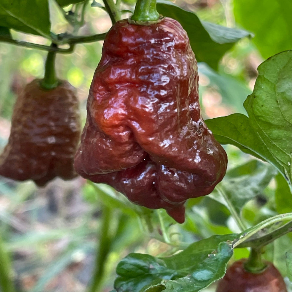 7 Pot Lava Chocolate - Seeds