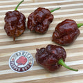 Apocalypse Chocolate - Seeds