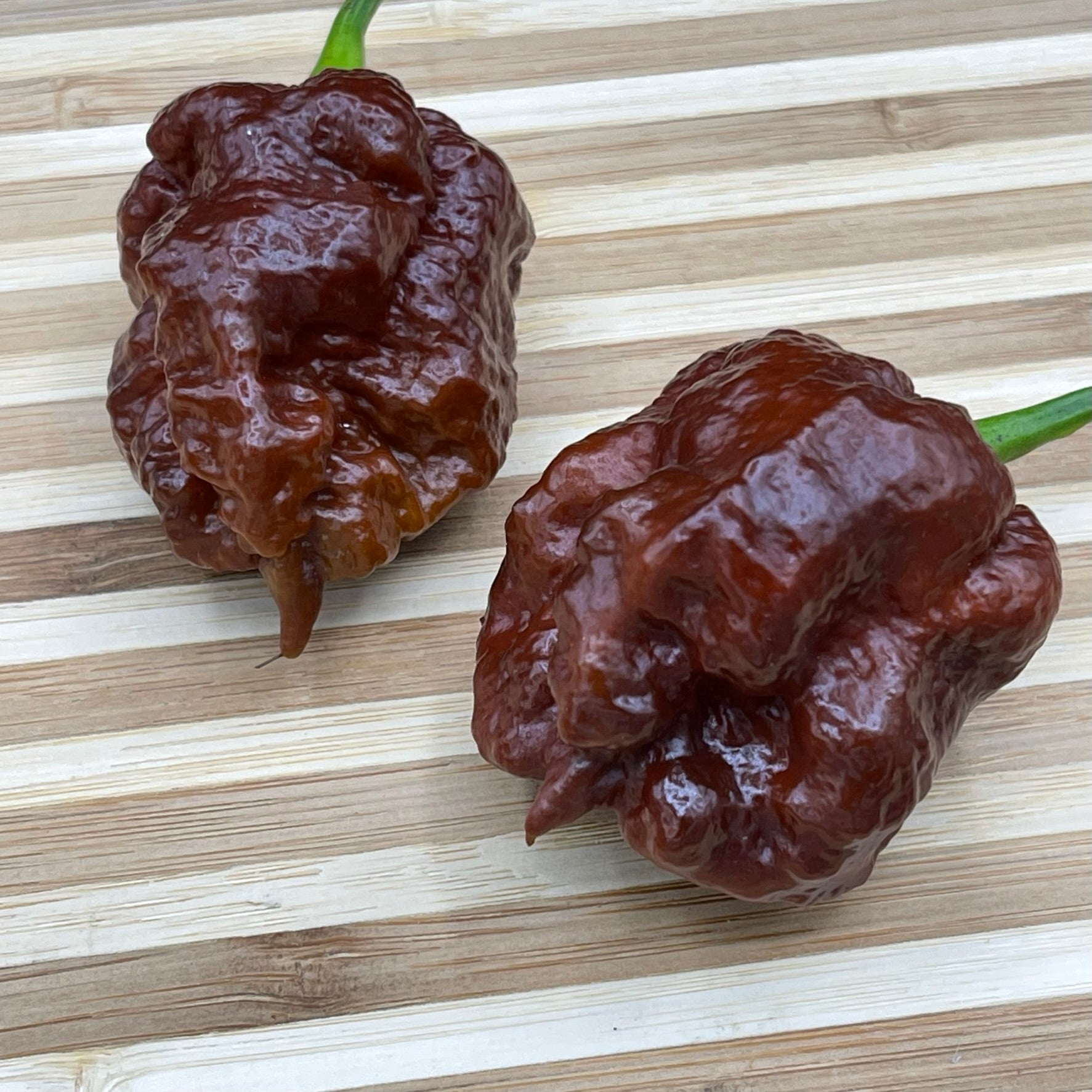 Apocalypse Chocolate - Seeds