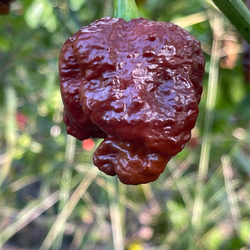 Apocalypse Chocolate - Seeds