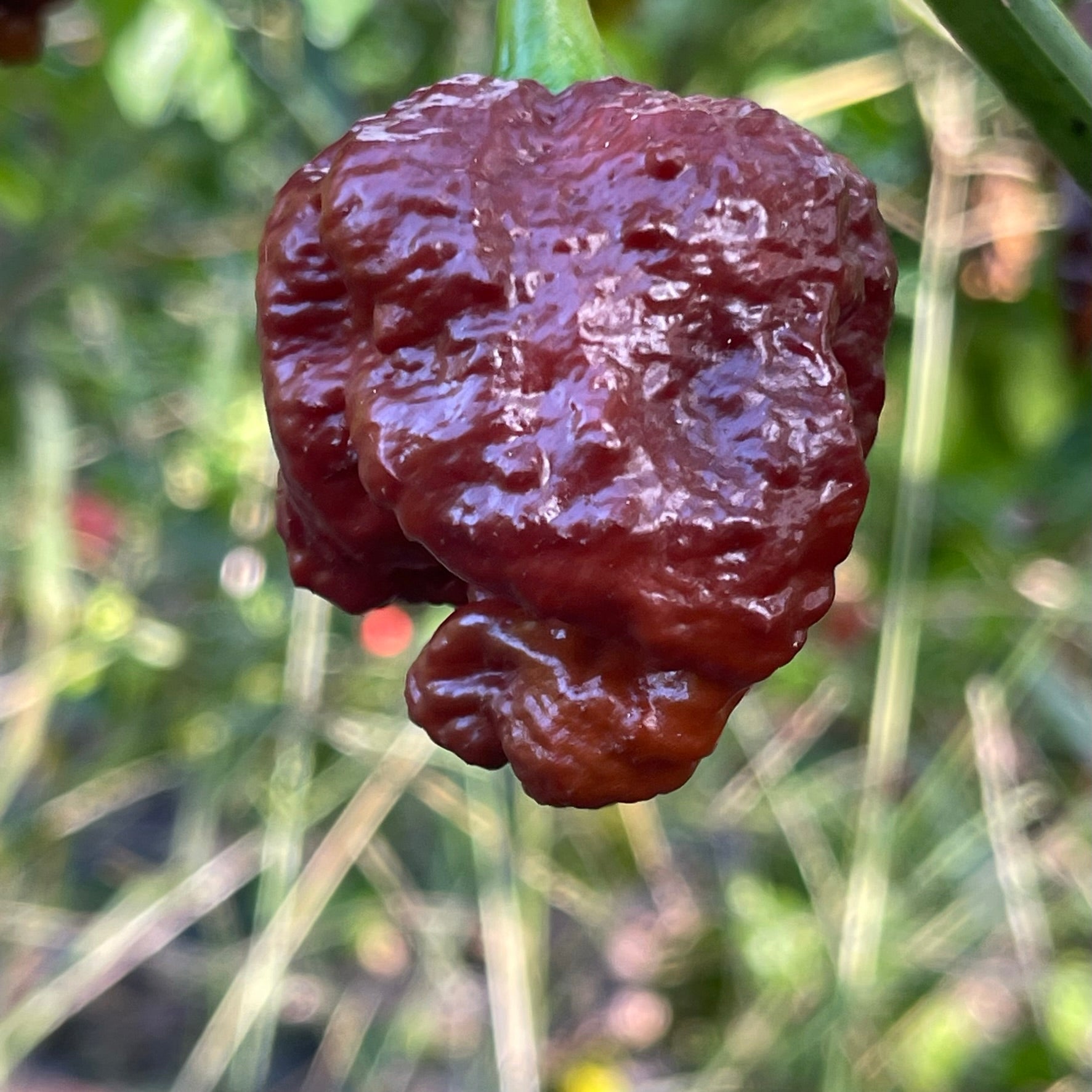 Apocalypse Chocolate - Seeds