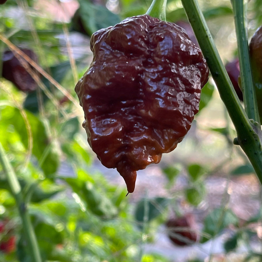 Apocalypse Chocolate - Seeds