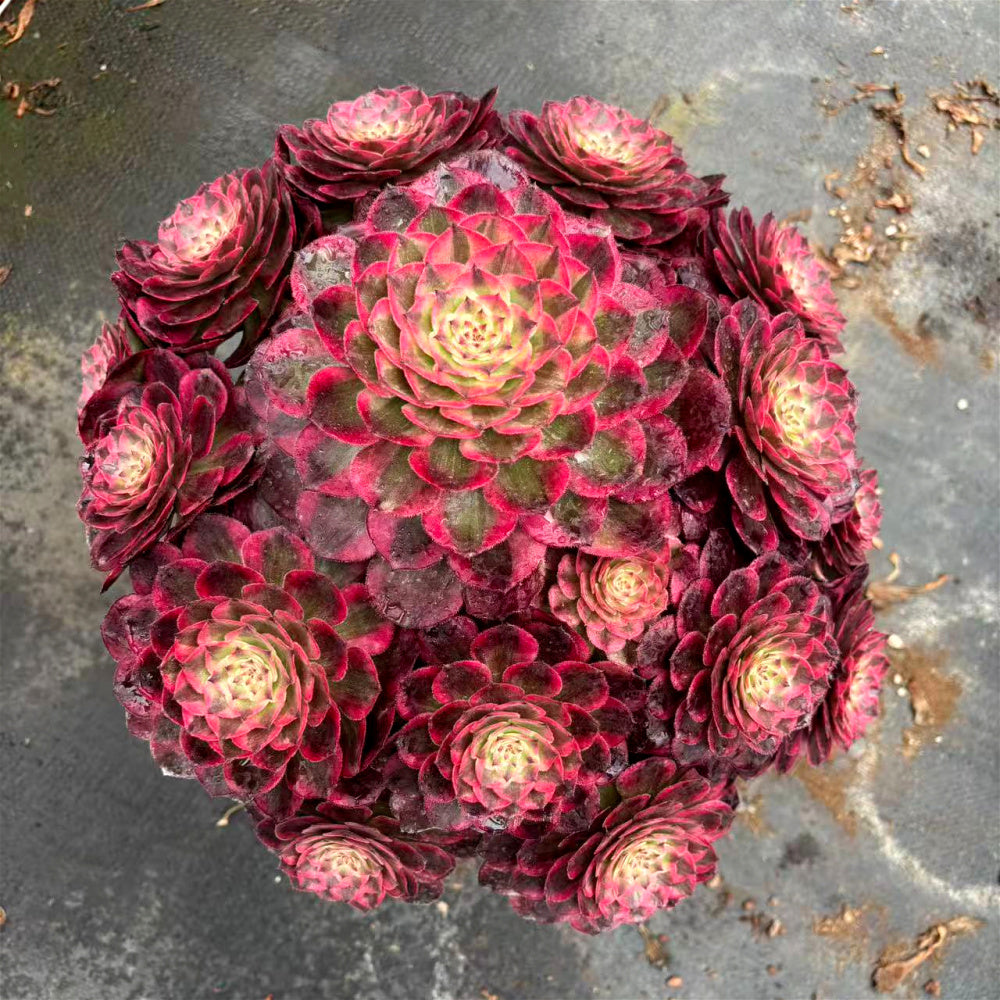Aeonium 'Peacock Plume' Variegata - Extra-Large 12" A Lush Floral-bouquet Appearance Succulent - Striking Collectible Plant