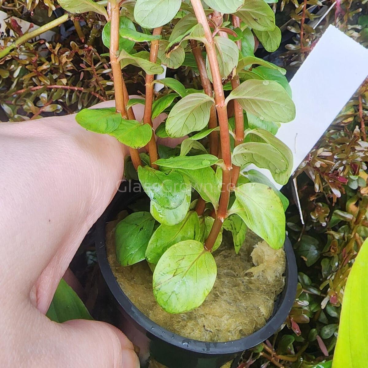 Rotala Vietam H'ra