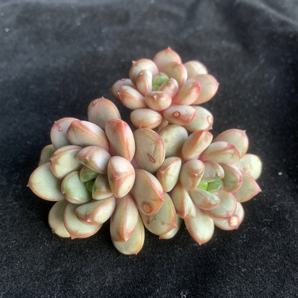Highly Valued Succulent - Echeveria 'Champagne Grapes' - "Bubbly" Appearance Grape-like Cluster